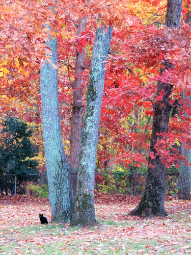 Crimson cat